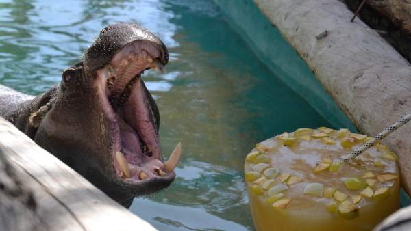 Un hipopótamo se refresca con un helado de frutas Un hipopótamo se refresca con un helado de frutas