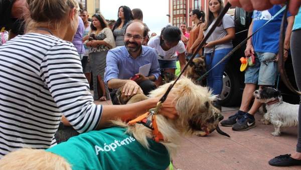 Jornada de Adopción de Animales en Torrelavega Jornada de Adopción de Animales en Torrelavega