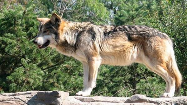 Lobo en Cabárceno Lobo en Cabárceno