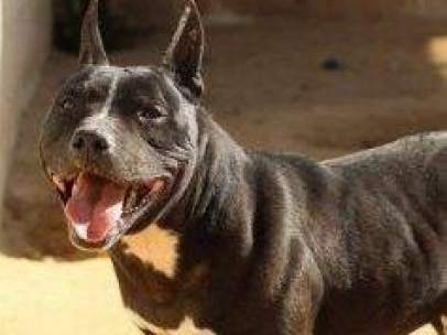 Un pitbull