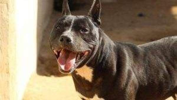 Un pitbull Un pitbull