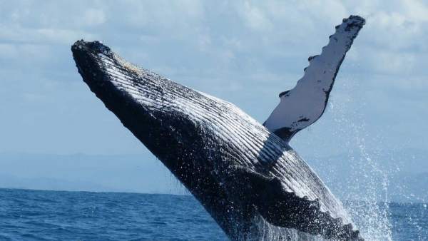 Ballena en Madagascar Ballena en Madagascar