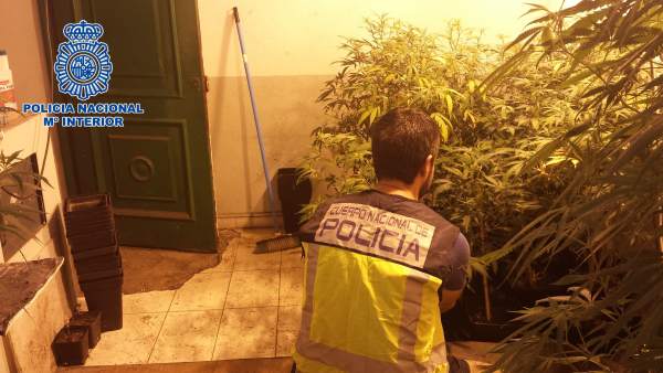 Plantación de marihuana en La Línea Plantación de marihuana en La Línea