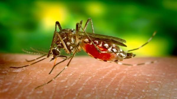 Virus del zika Virus del zika