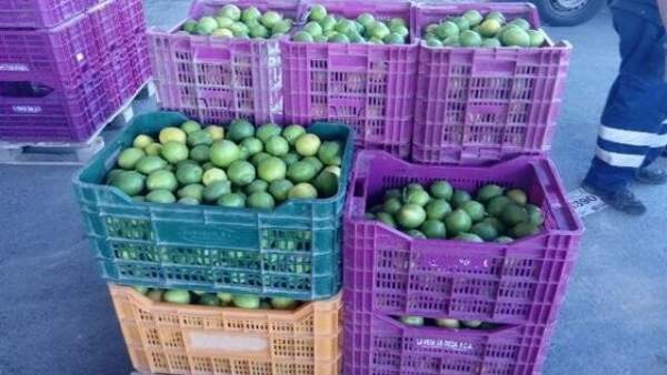 Limones intervenidos Limones intervenidos