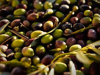 Aceitunas.