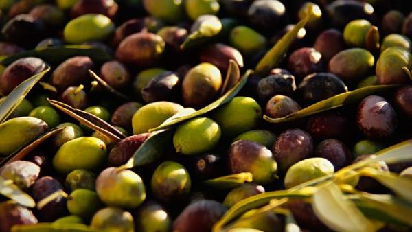 Aceitunas. Aceitunas.