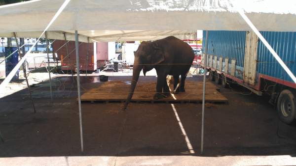 Elefante en Culleredo (A Coruña) Elefante en Culleredo (A Coruña)