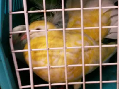 Algunas de las palomas teñidas de colores decomisadas en Barcelona.