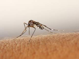 Mosquito Tigre
