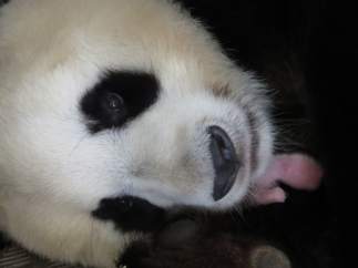 Nace una hembra de oso panda gigante en el Zoo de Madrid