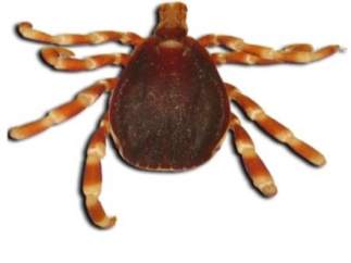Garrapata