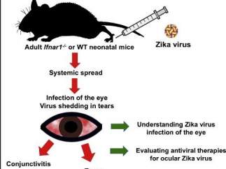 Virus del zika en las lágrimas de ratones