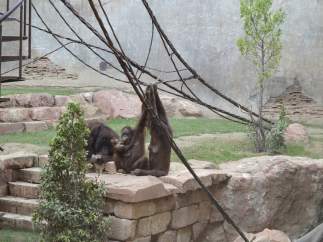 Nace Cría De Orangután En Bioparc Fuengirola