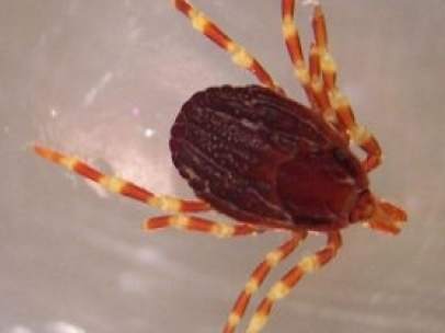 Una garrapata ‘Hyalomma marginatum’