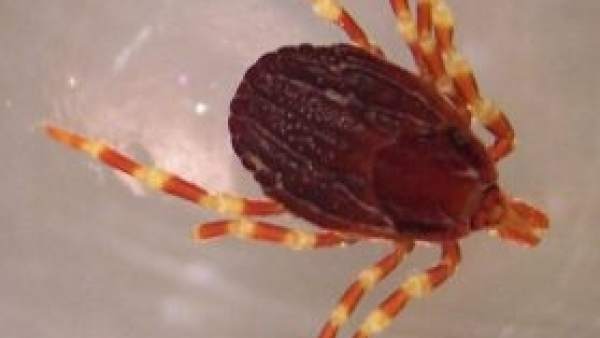 Una garrapata ‘Hyalomma marginatum’ Una garrapata ‘Hyalomma marginatum’
