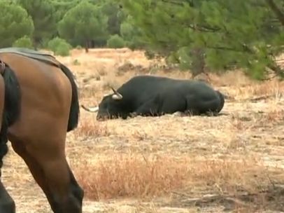 El toro 'Pelado', muerto en el campo