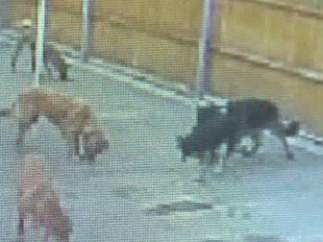 Perros ingiriendo heroína