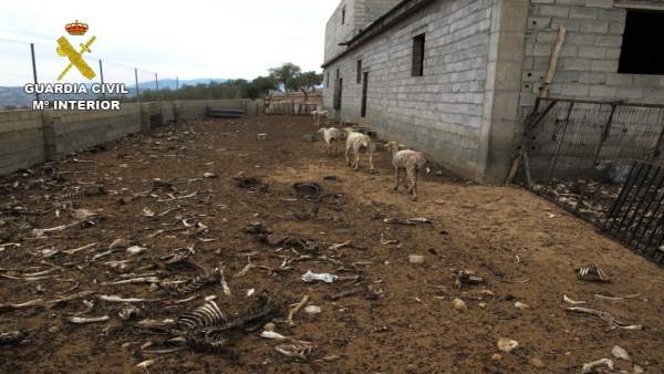 Cinco ovejas sobrevivieron en la finca de Zújar Cinco ovejas sobrevivieron en la finca de Zújar