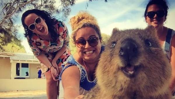 Quokka Quokka