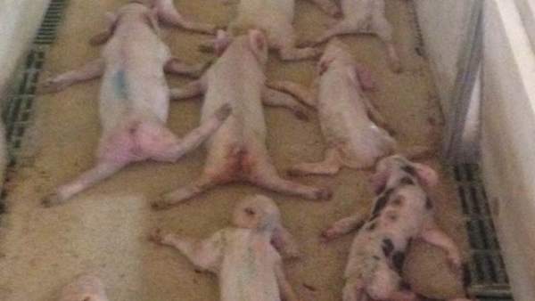 Lechones aplastados en Almería Lechones aplastados en Almería