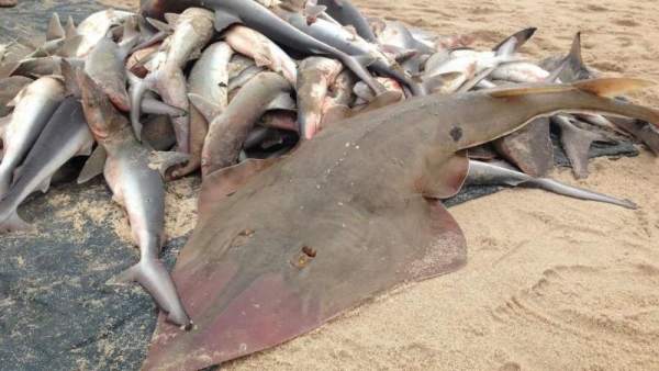 Exceso de pesca Exceso de pesca