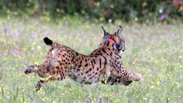 Lince ibérico Lince ibérico
