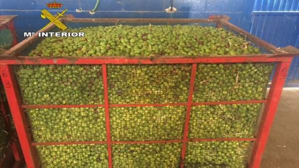 Aceitunas intervenidas Aceitunas intervenidas