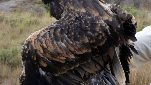 Uno de los pollos Uno de los pollos