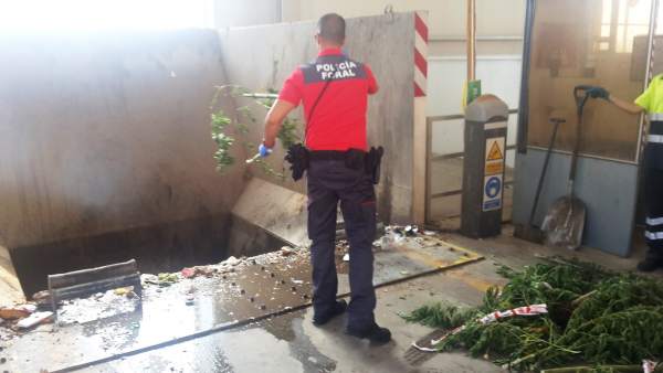 Policía Foral destruye plantas de marihuana. Policía Foral destruye plantas de marihuana.