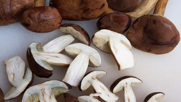 Boletus, setas Boletus, setas