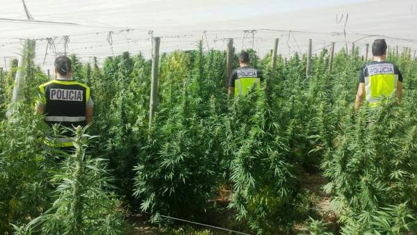 Plantación de marihuana en Huércal de Almeria Plantación de marihuana en Huércal de Almeria