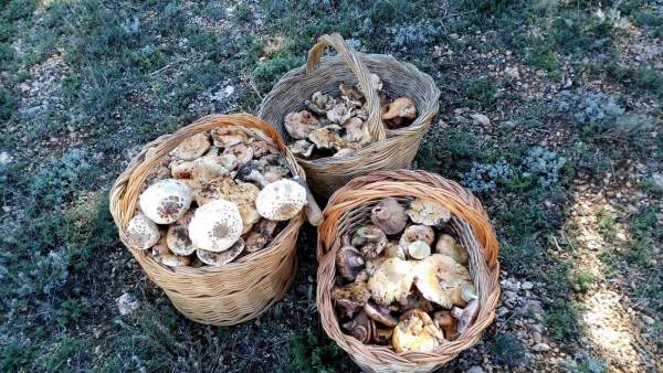Setas en otoño: níscalos Setas en otoño: níscalos