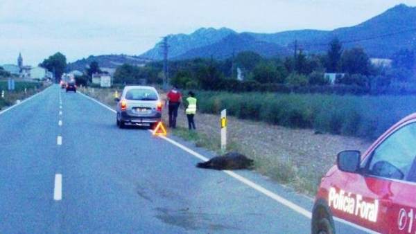 Accidente por atropello a jabalí en Murieta. Accidente por atropello a jabalí en Murieta.