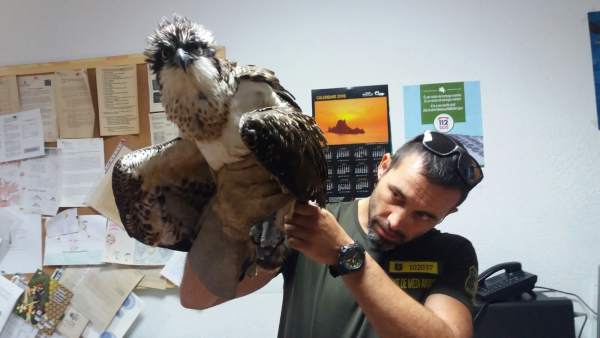 Águila Rescatada Águila Rescatada