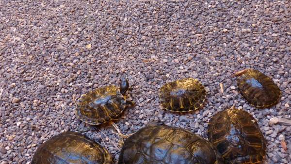 Tortugas incautadas Tortugas incautadas