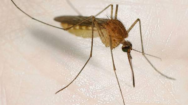 Mosquito Mosquito