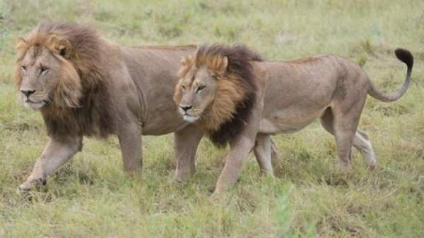 Leonas 'transexuales' Leonas 'transexuales'