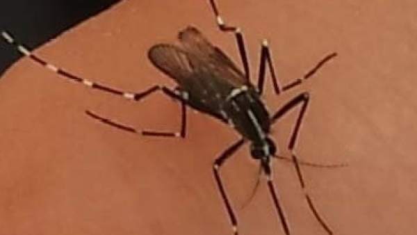 Mosquito Tigre Mosquito Tigre