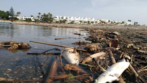 Peces Muertos P N Río Guadiaro Peces Muertos P N Río Guadiaro
