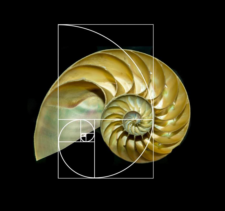 Resultado de imagen de molusco espiral