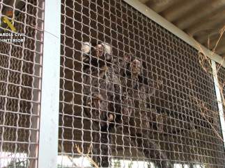 Rescatados 25 primates en una operación de la Guardia Civil
