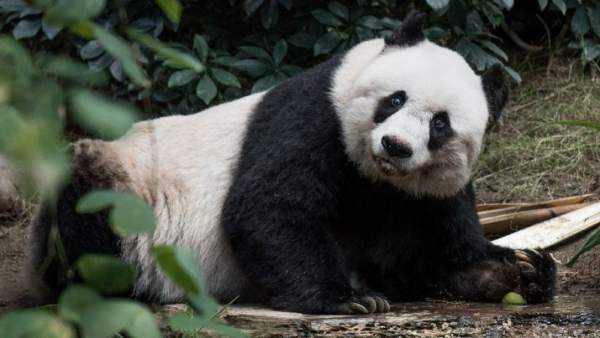 Jia Jia Jia Jia