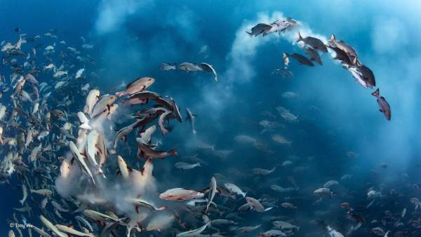 Premio de Fotografía Vida Silvestre 2016 Premio de Fotografía Vida Silvestre 2016
