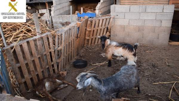 Estado en el que fueron encontrados algunos de los animales Estado en el que fueron encontrados algunos de los animales