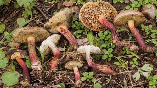 Descubren un nuevo hongo en la Reserva de la Biosfera Terras do Miño Descubren un nuevo hongo en la Reserva de la Biosfera Terras do Miño