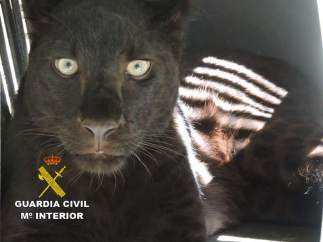 Pantera negra hallada en un núcleo de Arboleas