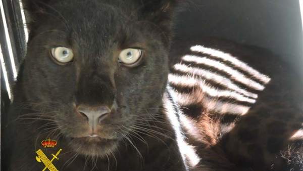 Pantera negra hallada en un núcleo de Arboleas Pantera negra hallada en un núcleo de Arboleas