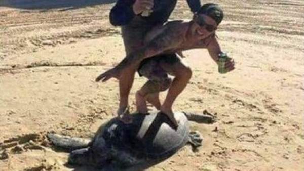 Tortuga Tortuga