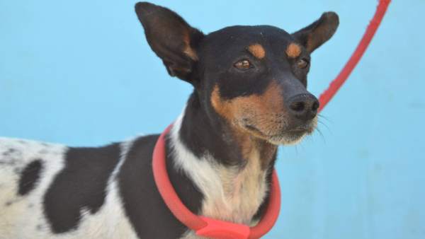 Perrita en adopción Perrita en adopción